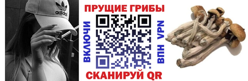 Купить где  Зима  Псилоцибиновые грибы ЛСД 